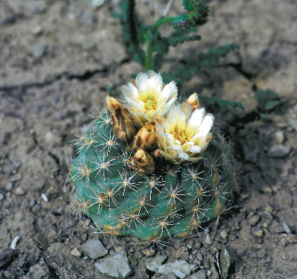 Sclerocactus mesae-verde